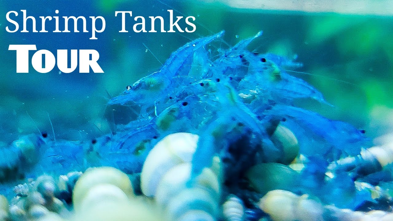 Shrimp Tank Tour Different Colors of Neocaridina