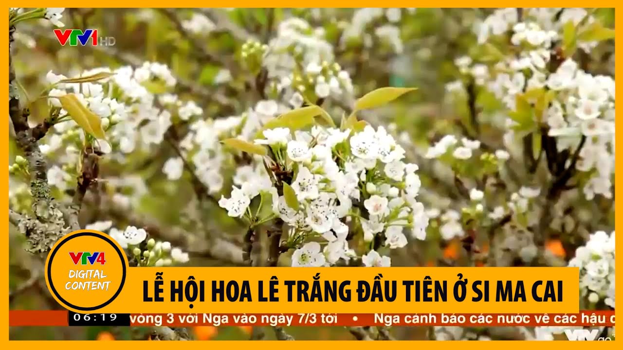 Lễ hội hoa lê trắng đầu tiên ở Si Ma Cai | VTV4