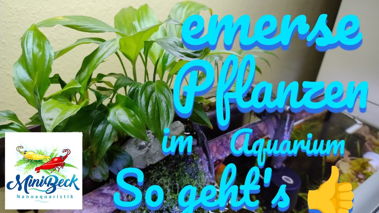 So setzte ich #emersePflanzen in das #Aquarium
