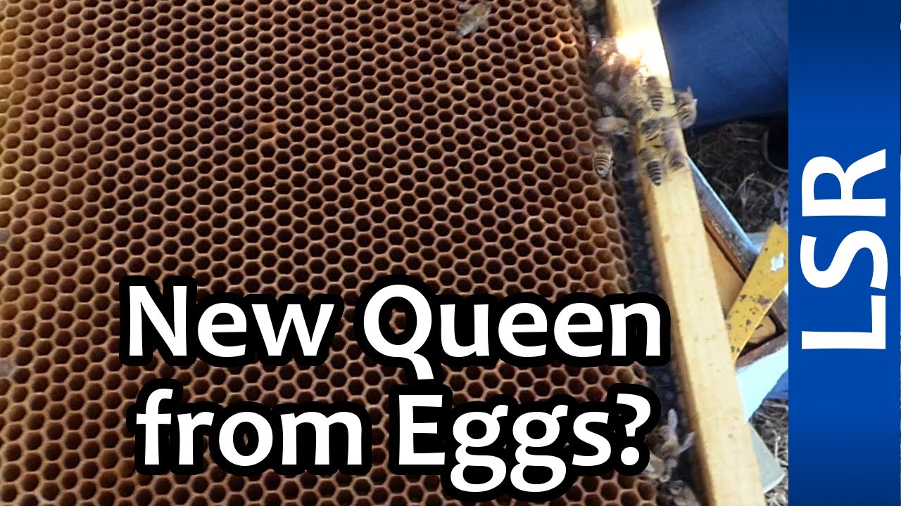 New Queen from Eggs? - The Realities of Beekeeping as a Hobby