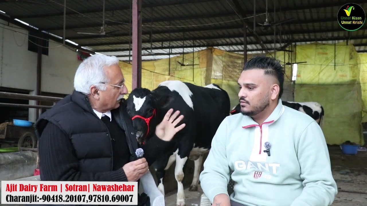 2025 NEW YEAR’S GIFT AJIT DAIRY KI 50 LITER WALI HEIFER 1.50 LAKH ME | Ajit Dairy Farm |
