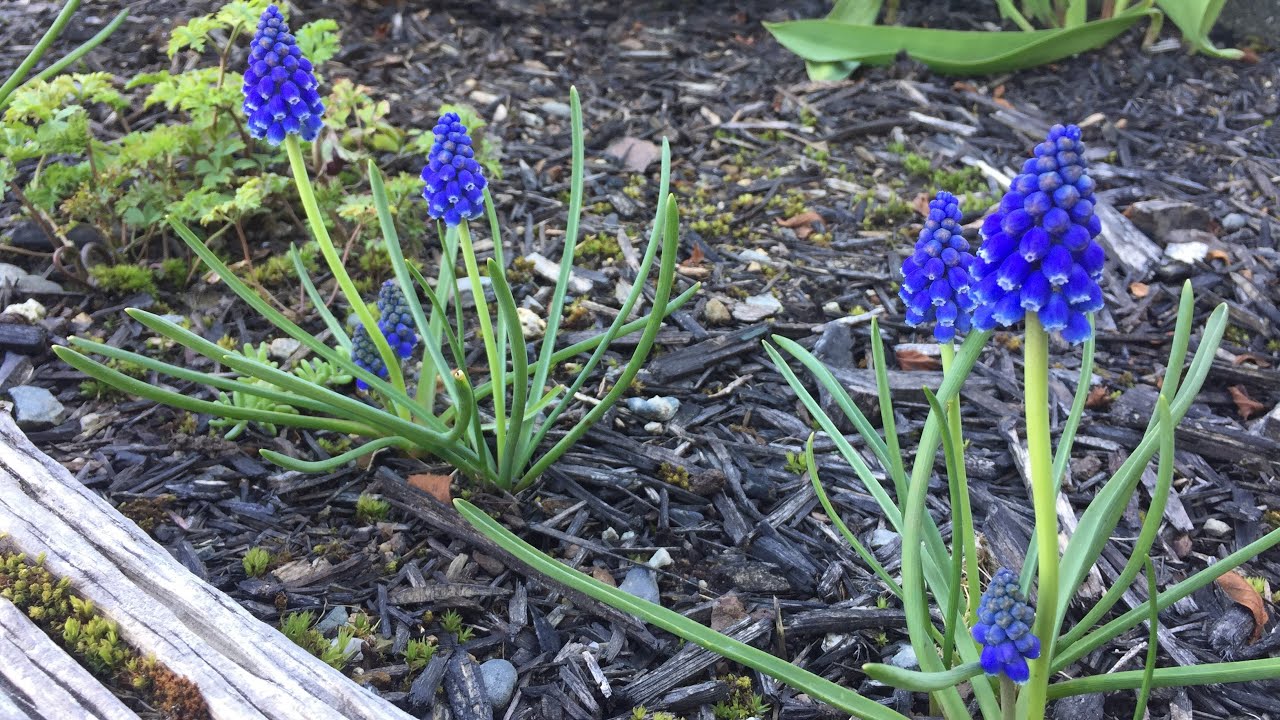 Grape Hyacinth/Muscari - Deadhead & Leaf Braid - May 1, 2020
