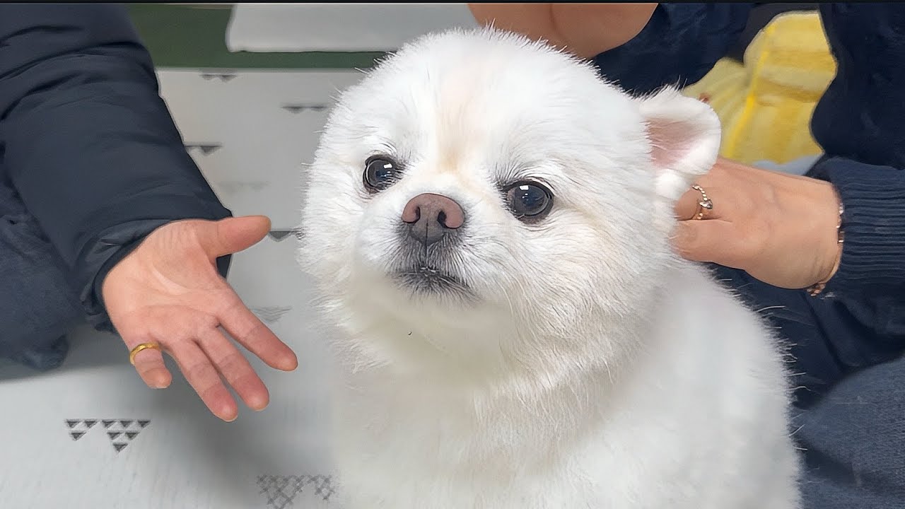 엄마 목소리랑 똑같은 이모들이 와서 당황한 강아지