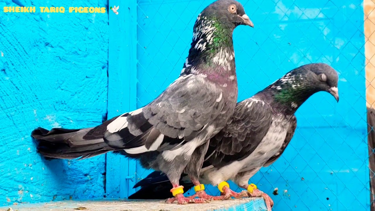 🌞 DUB WALA PAIR 🌞( booked) RS 6000