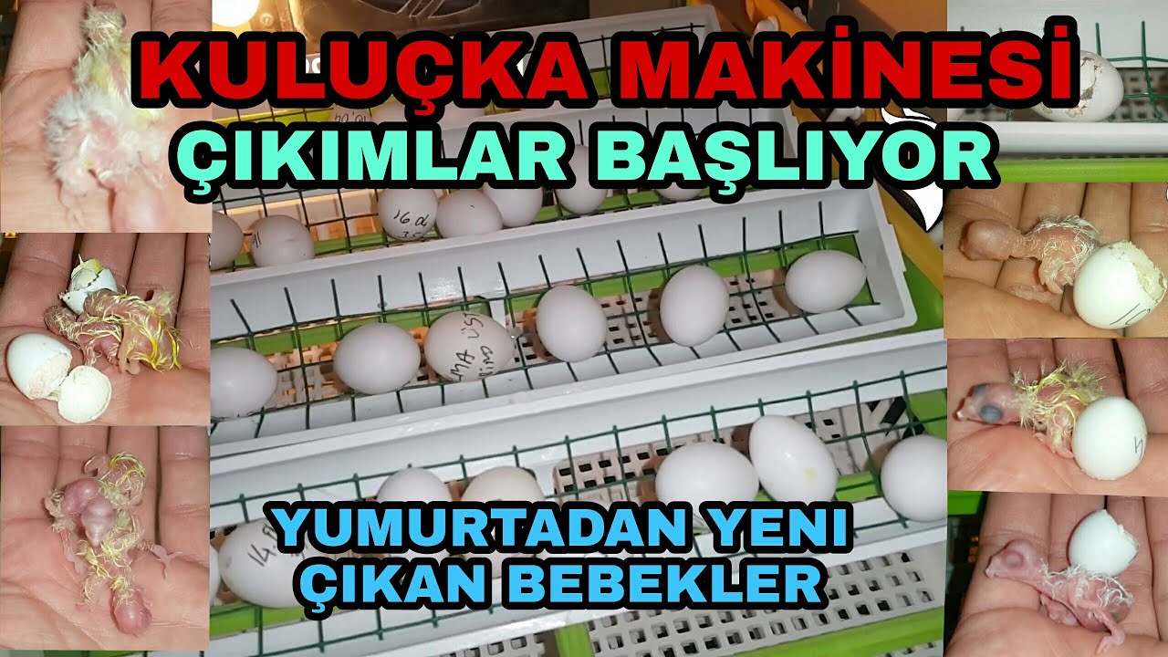 Yumurtadan yeni çıkan 1 Günlük Bebek Sultan Papağanlarım - Kuluçka Makinesi Çıkımları.