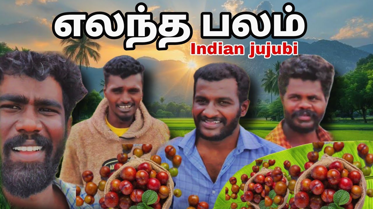ஆரோக்கியமான நாட்டு இலந்தைப் பழ அறுவடை! | Indian Jujube Fruit Harvesting in Tamil