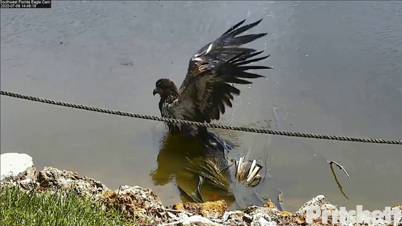 SWFL Eagles ~ Splish Splash!! E16 Has Fun Taking A Bath!! 💕 💕 7.8.20
