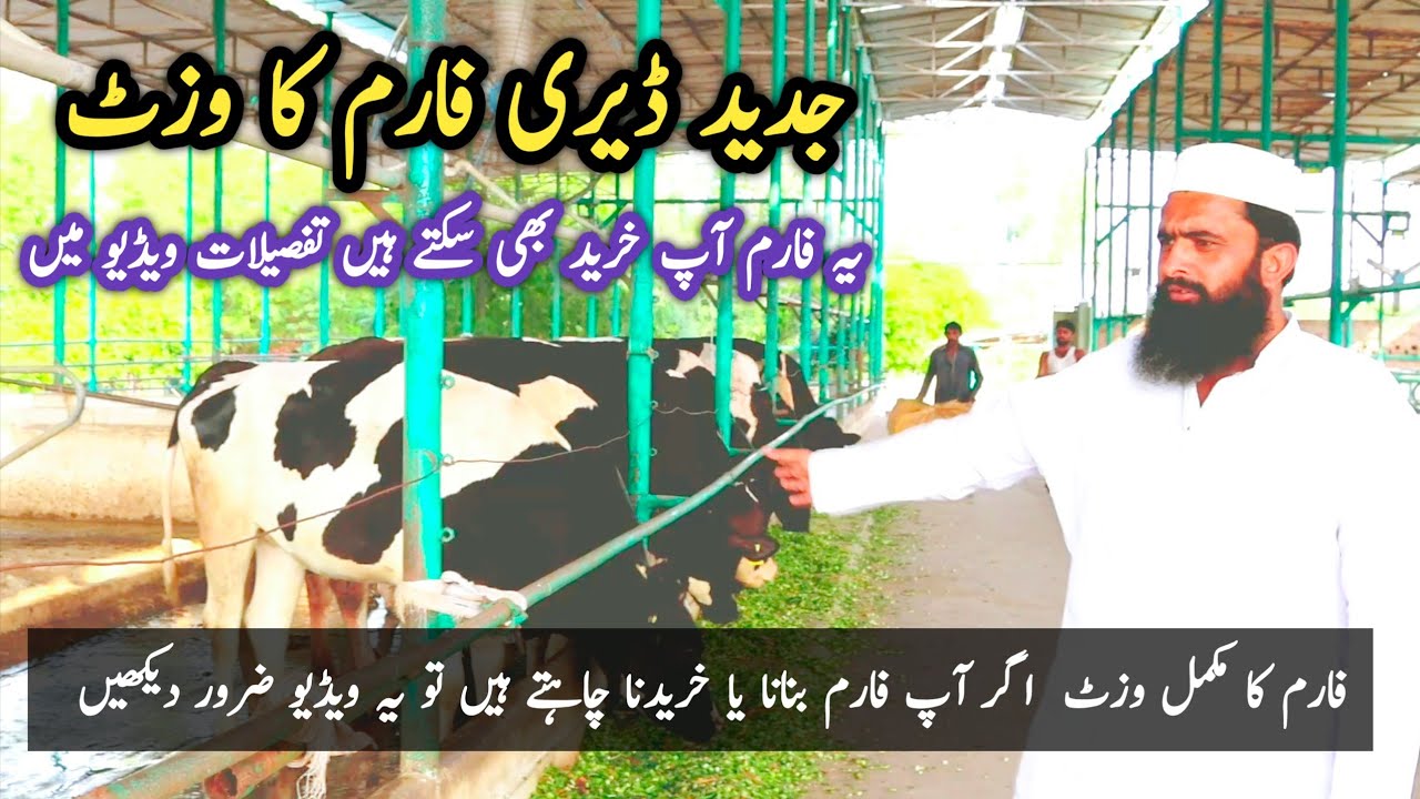 Modern Cow shed | Visit to National Dairy Farm | Dairy Farming in Pakistan