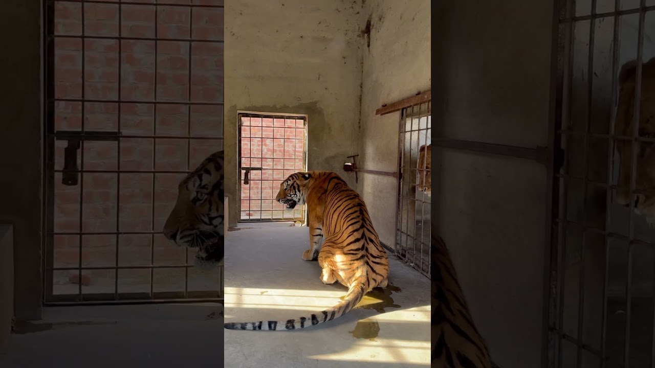 Lion Attacked On Tiger🦁🐅😱😱#lion #tiger #attacked #shortvideo #Usama's Tigers