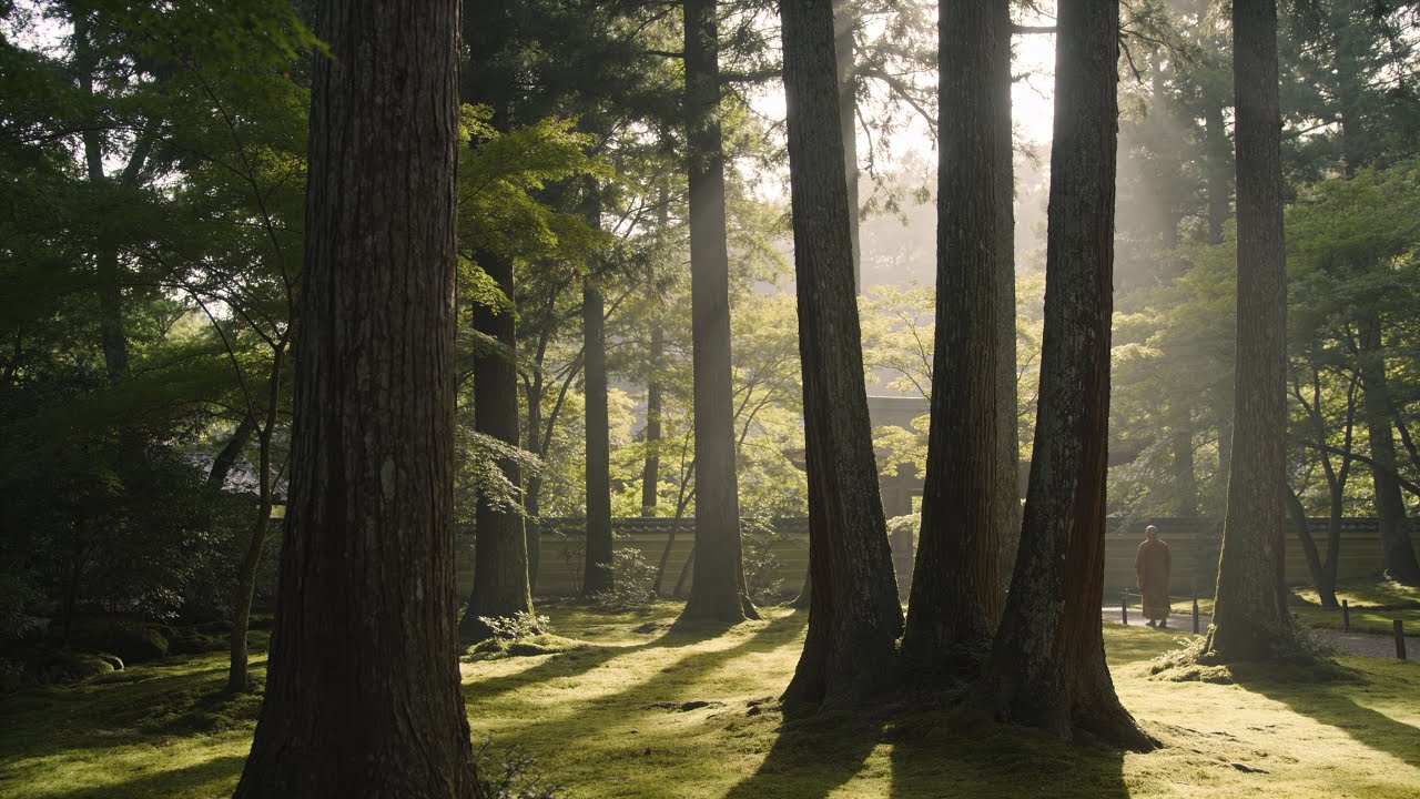 Meditation Music | Zen Forest Ambience for Calm, Relax and Focus