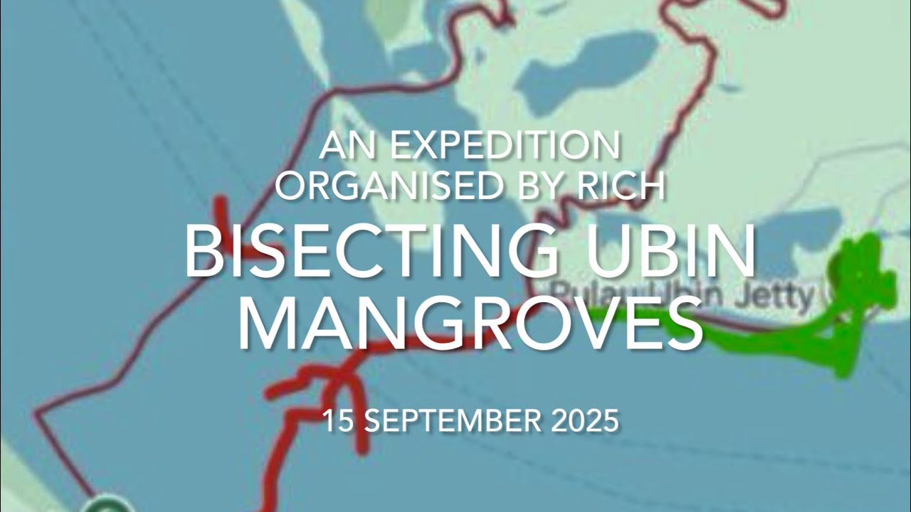 Bisecting Ubin Mangroves via Sungei Jelutung & Sungei Puaka 