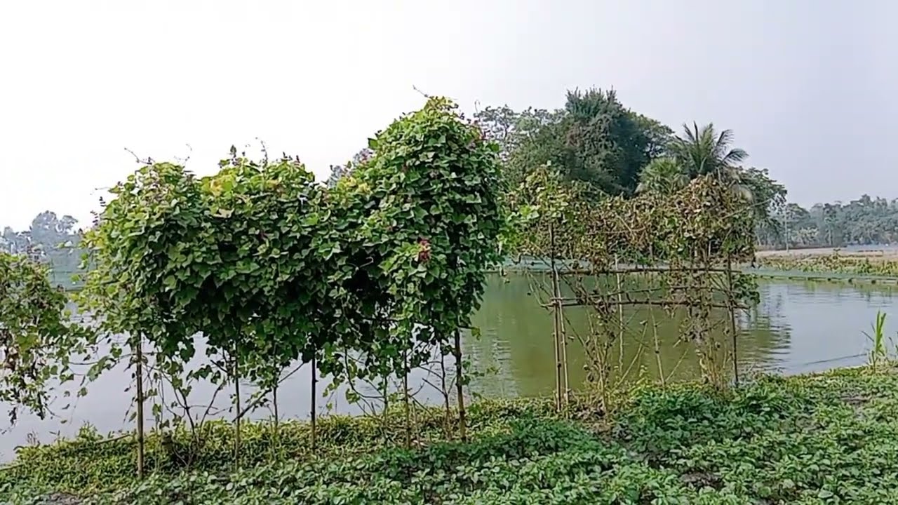 বাংলার প্রকৃতি 