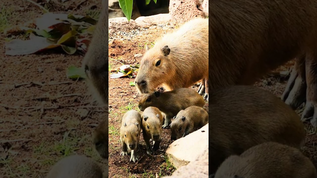 Capibara babies at Loro Parque