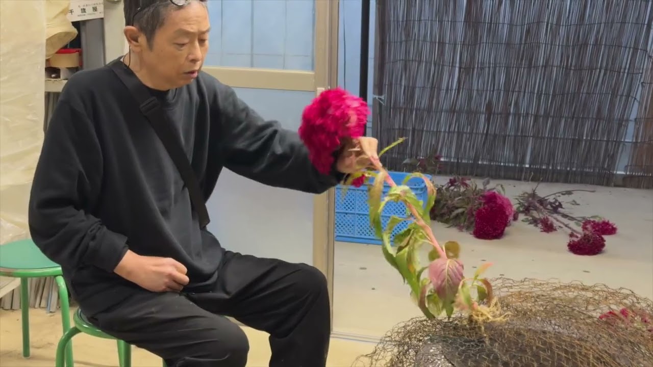 Arranging Cockscombs | Junichi Kakizaki 2025 柿崎順一 鶏頭をいける