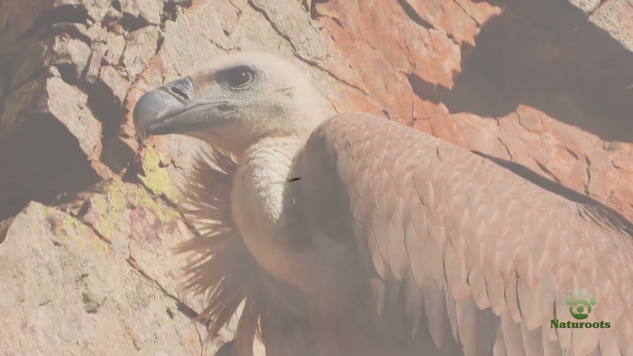Buitres / Vultures