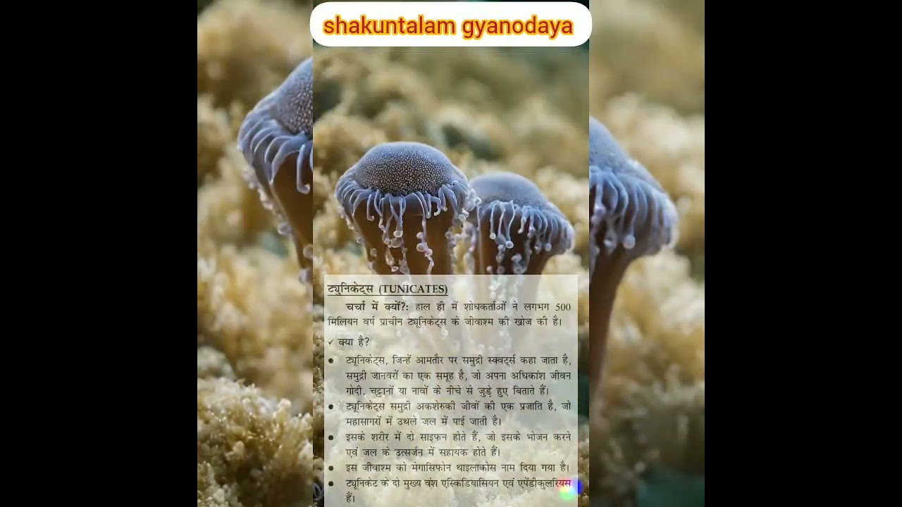 Tunicates 