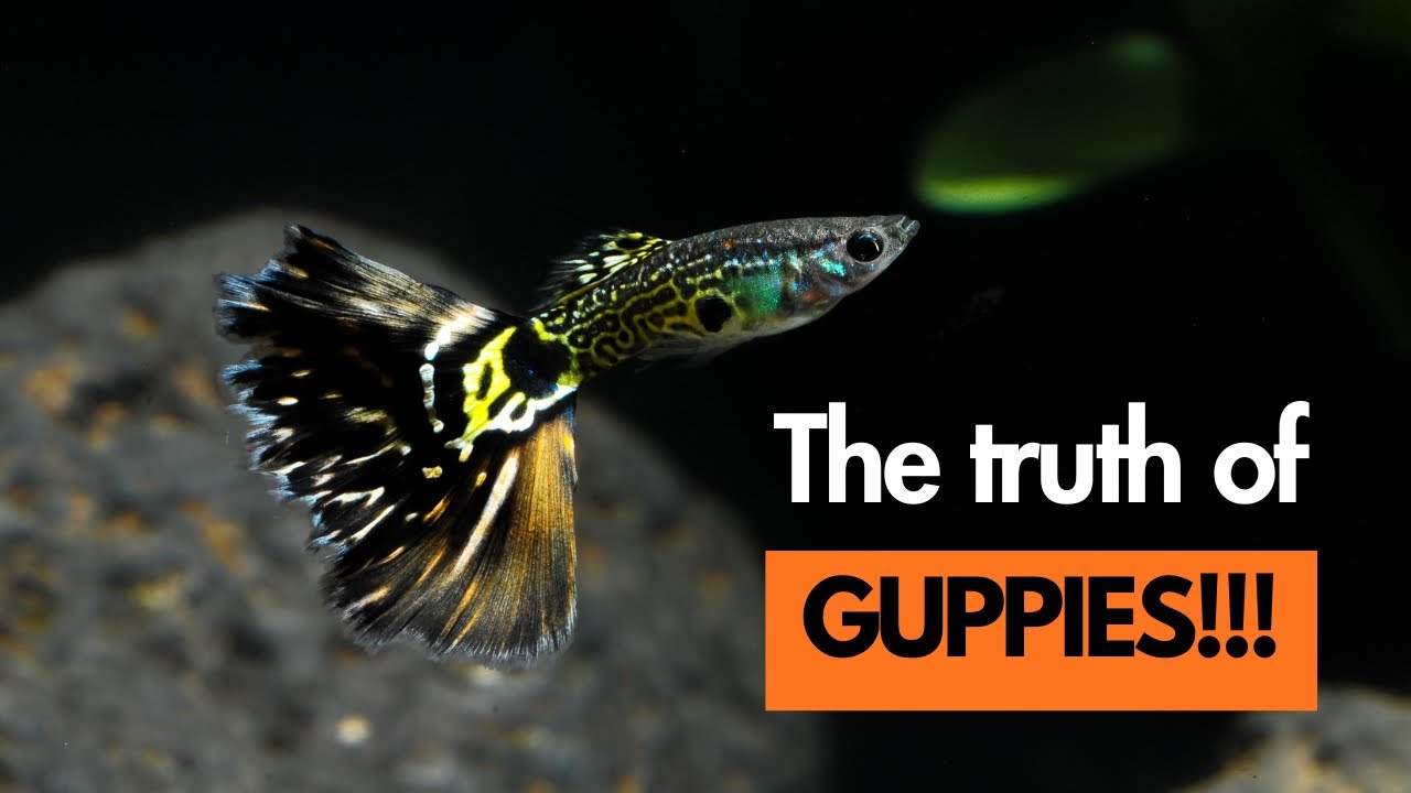 WHAT YOU DIDN’T KNOW ABOUT KEEPING GUPPIES!!!!