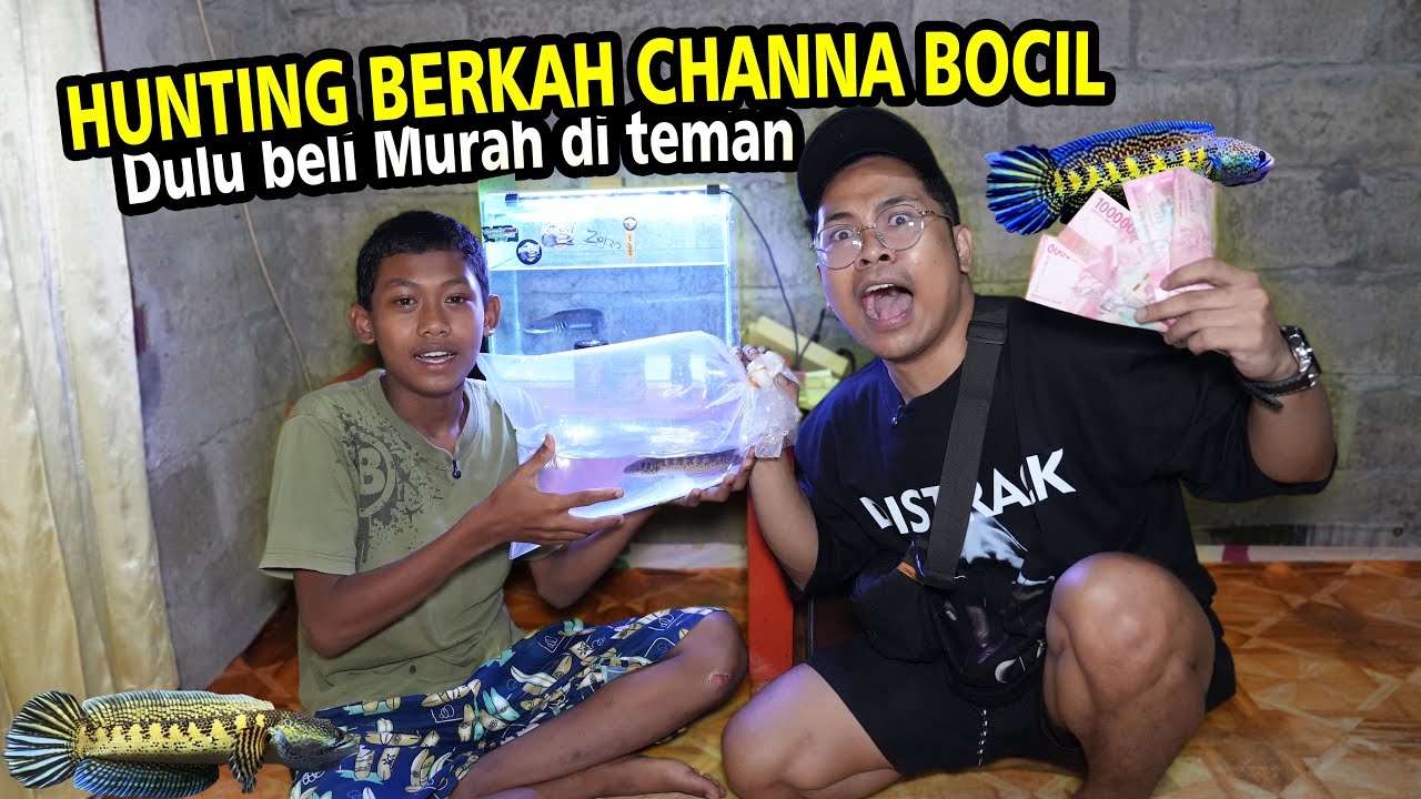 JACKPOT!! BOCIL RASTA JUAL AURANTI DIBELI MURAH DARI TEMAN (CHANNA AURANTI)