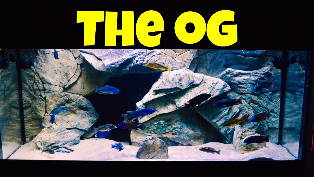 EPIC African Cichlid Aquarium Fish Tank