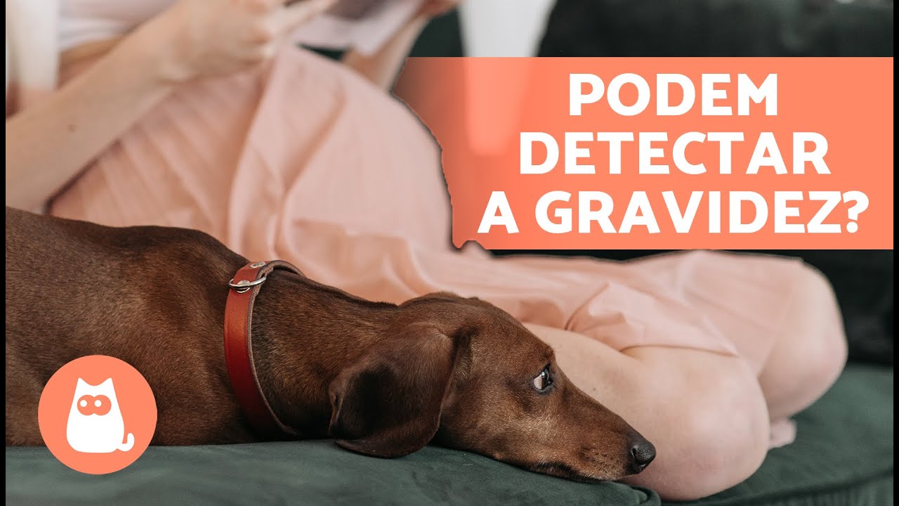 Os CACHORROS SENTEM a GRAVIDEZ da TUTORA? 🤰🏻🐶 Descubra!
