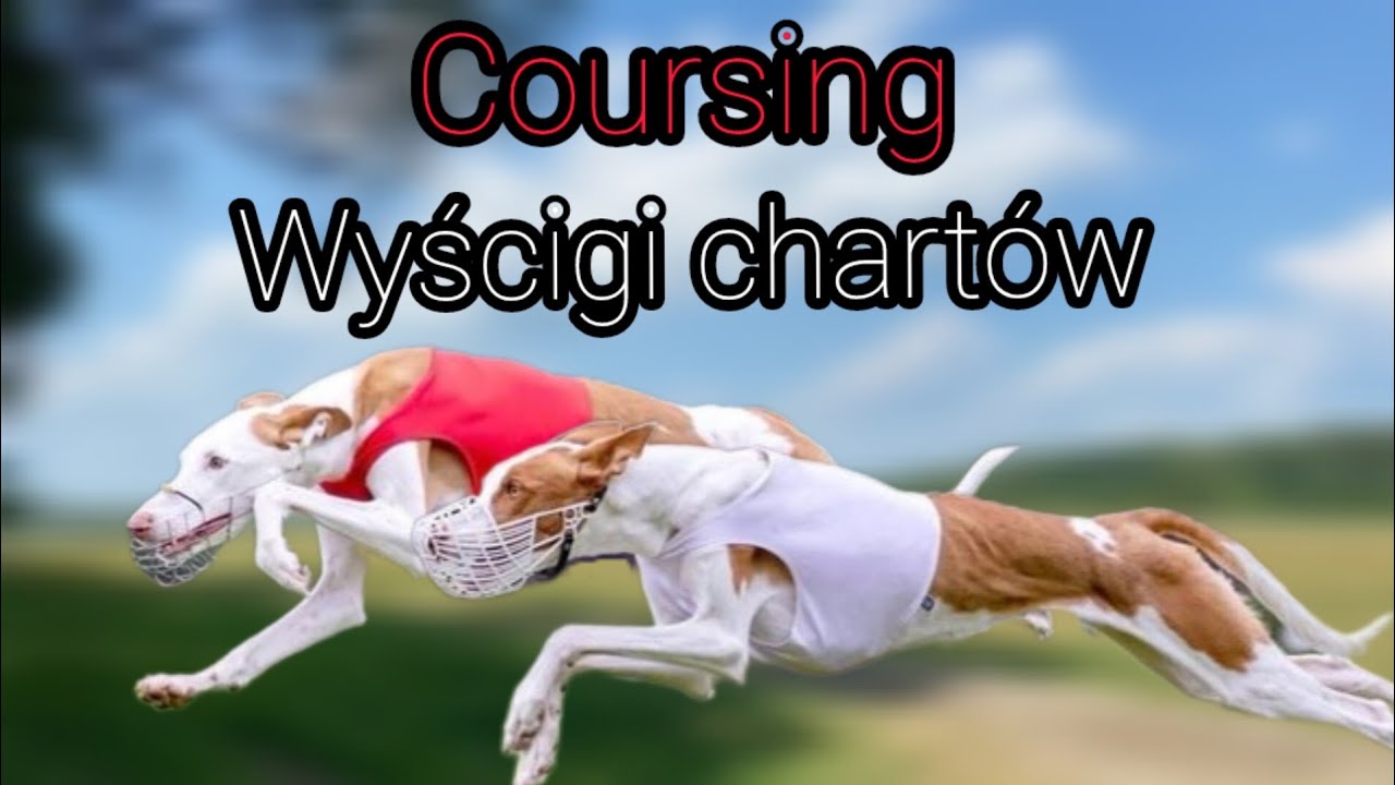 Wyścigi chartów Coursing Zaborówek 🐕🏁