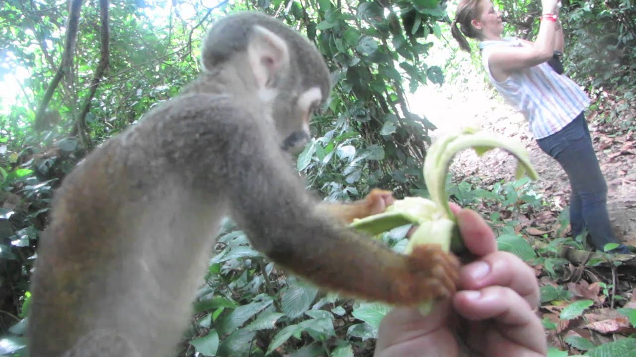 Amazonas Colombia ✰ (HD)