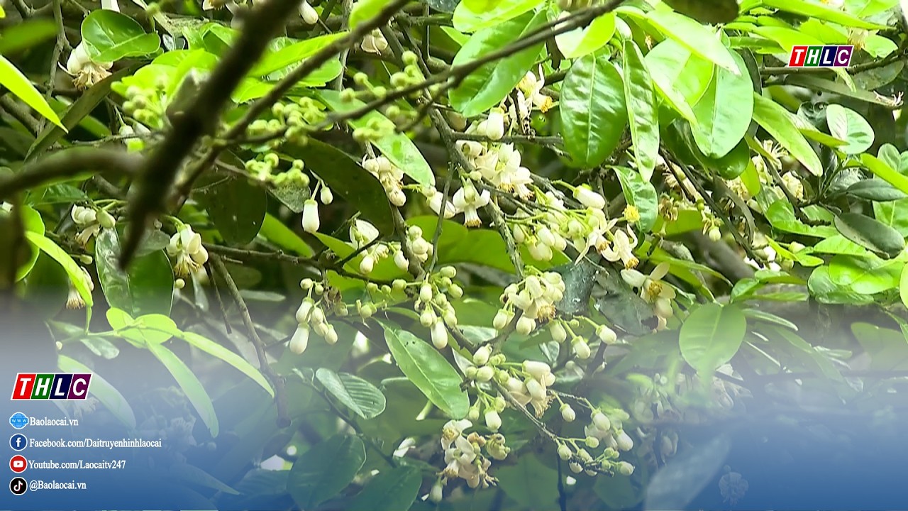 Vấn vương hương bưởi tháng ba | THLC