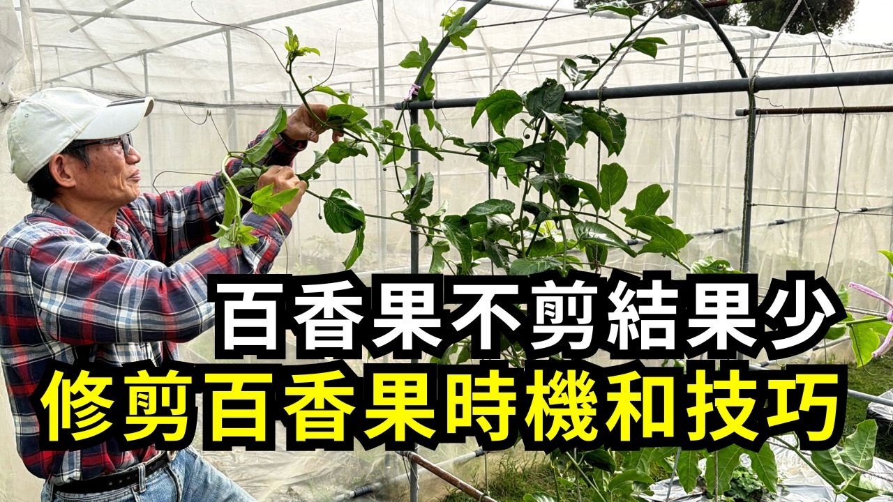 百香果長藤蔓卻不結果？摘心修剪怎麼做？藤蔓修剪、留枝牽引方法分享，種百香果結實累累的剪枝心得| 阿星種植
