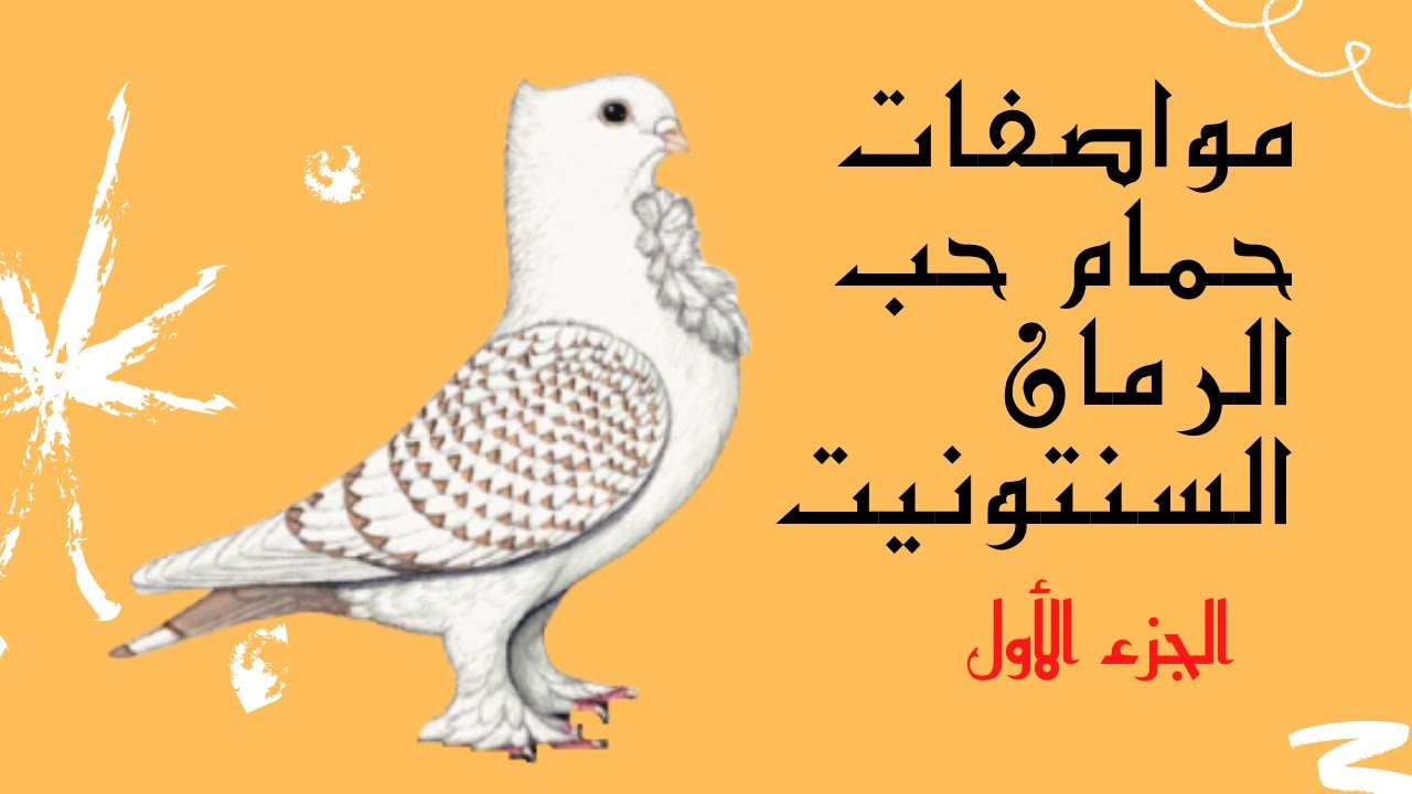 مواصفات حمام حب الرمان  🕊🌹Classic Oriental Frill Pigeon (satinettes)