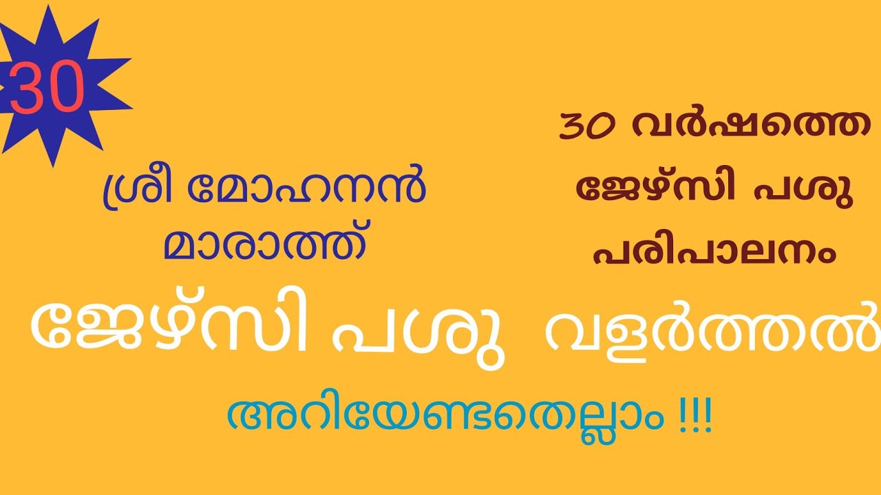 ജേഴ്സി പശുവളർത്തൽ | ശ്രീ മോഹനൻ മാരാത്ത് | 30 വർഷത്തെ പശു പരിപാലന അനുഭവങ്ങൾ