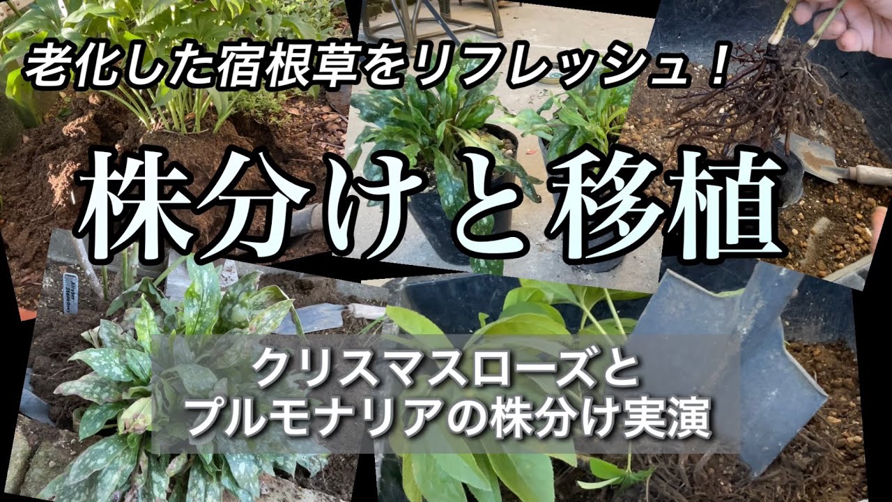 【10月は株分けの適期】クリスマスローズとプルモナリアの株分け実演