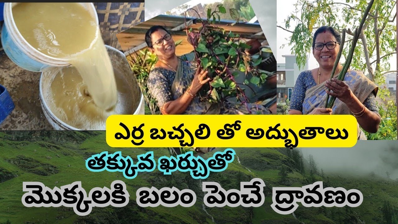 మొక్కకి సంపూర్ణ బలాన్ని ఇచ్చే ద్రావణం, ఎర్ర బచ్చలి గురించి అద్భుత నిజాలు#@AadiLakshmiTerraceGarden 