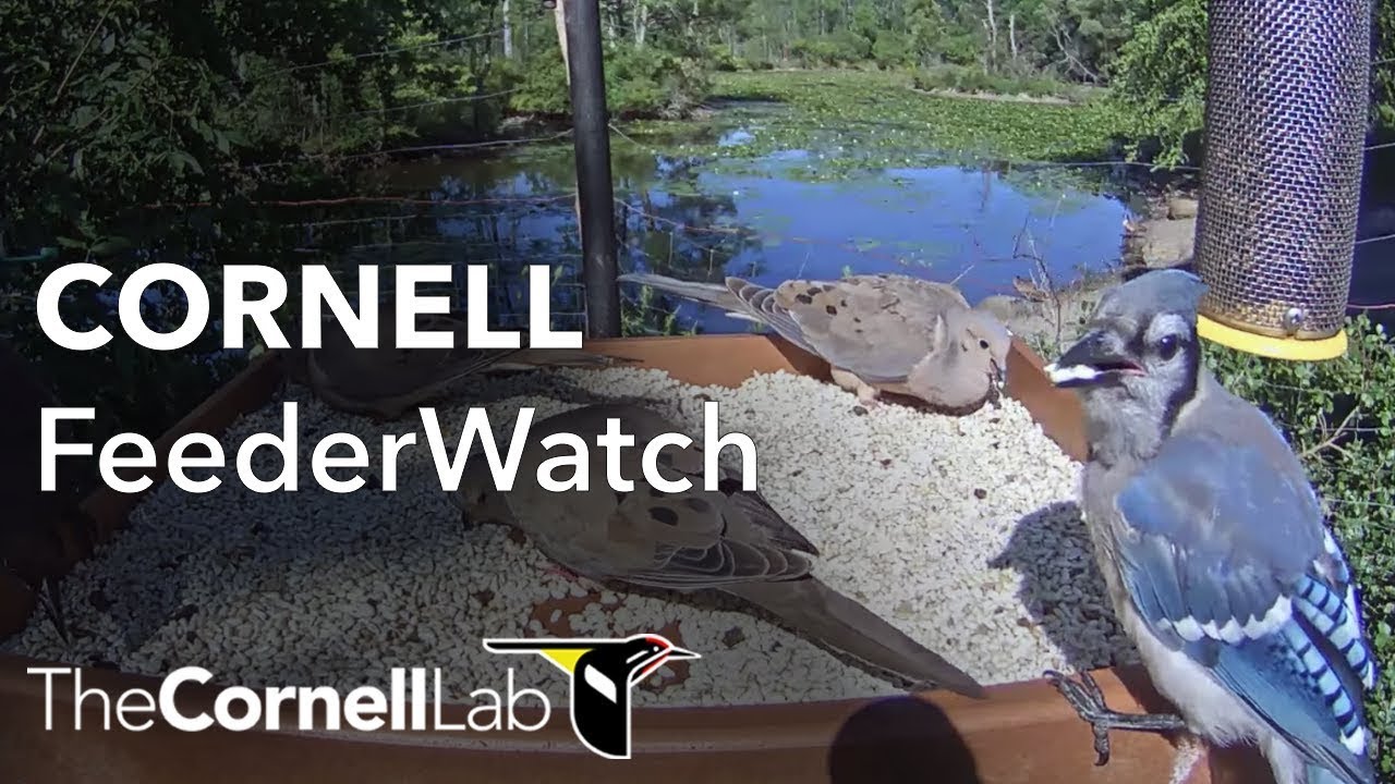 Cornell Lab FeederWatch Cam at Sapsucker Woods Live 24/7