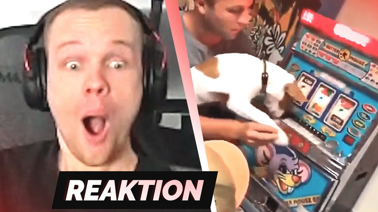 Der HEFTIGSTE Hund 😱 TRY NOT TO LAUGH 16.0 😂 | Reaktion