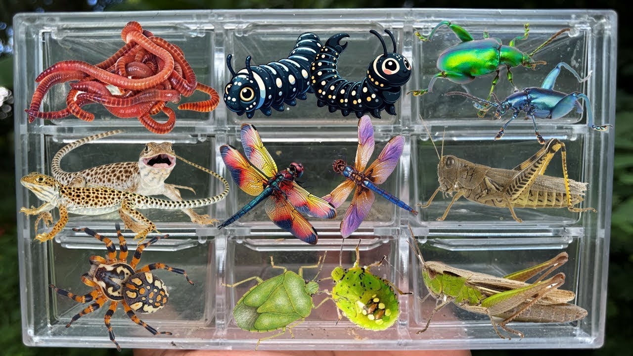 Catching insects in the garden  got Earthworm Lizard Spider Dragonfly Beetle Grasshopper