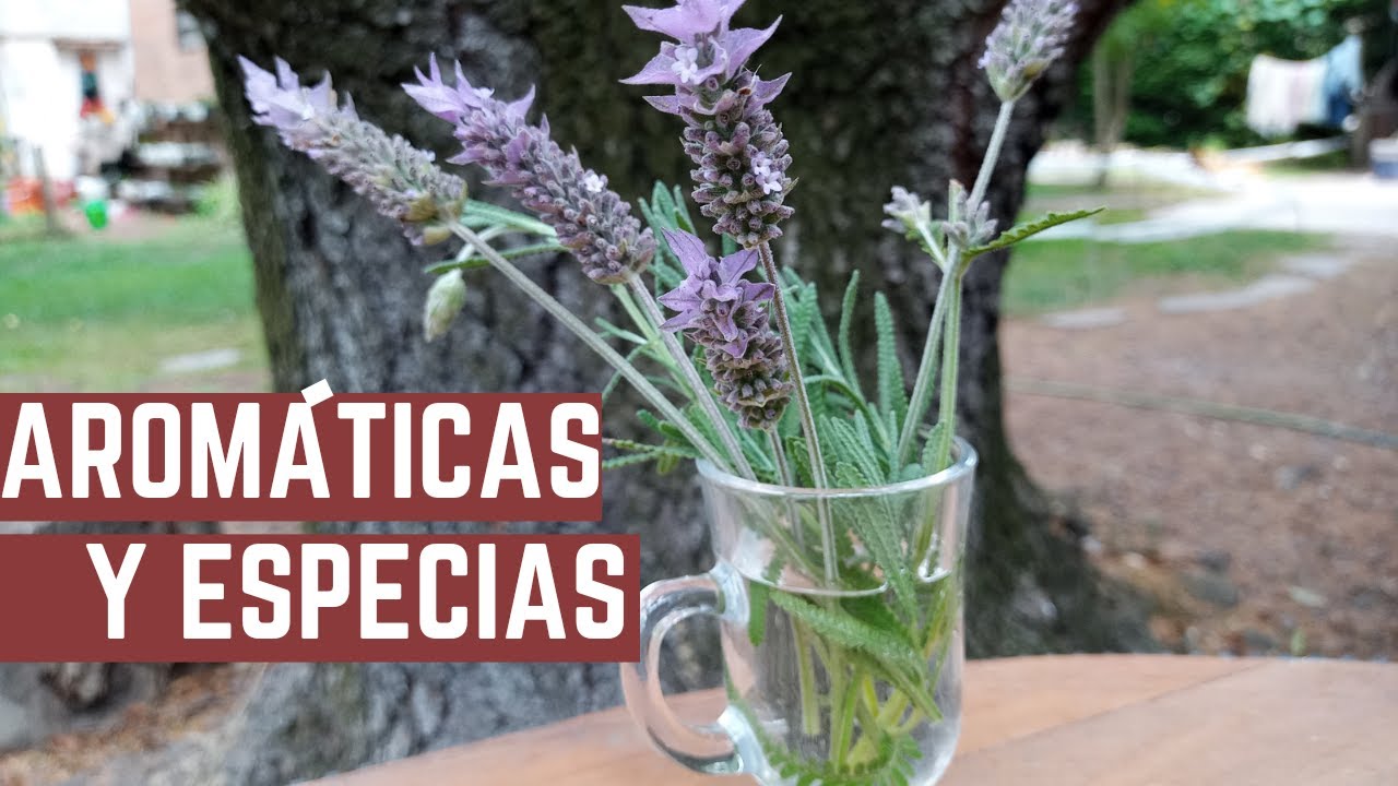 Como Conservar AROMATICAS - Romero, Oregano, Curry, Salvia, Lavanda, Perejil, Tomillo, Cedron y mas
