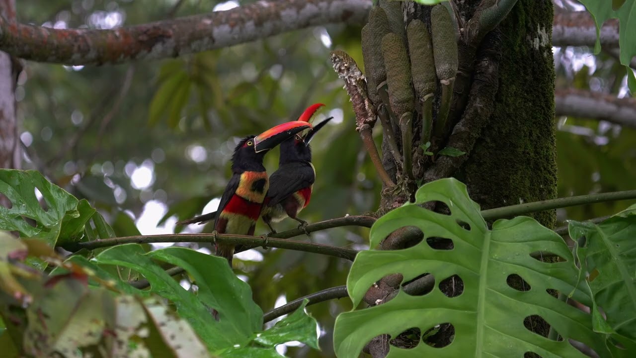 Fiery billed Aracari