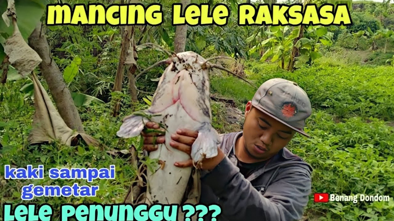 REKOR mancing LELE RAKSASA 2020 ||| Kaki sampai gemetaran!!! BIG MONSTER CATFISH FISHING