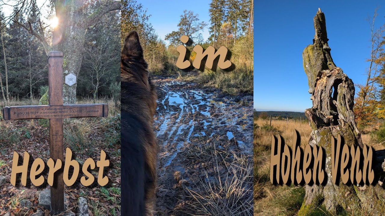 Herbst im Hohen Venn