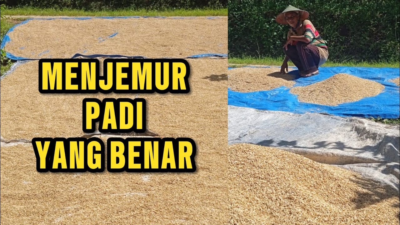 CARA MENJEMUR PADI YANG BENAR AGAR CEPAT KERING