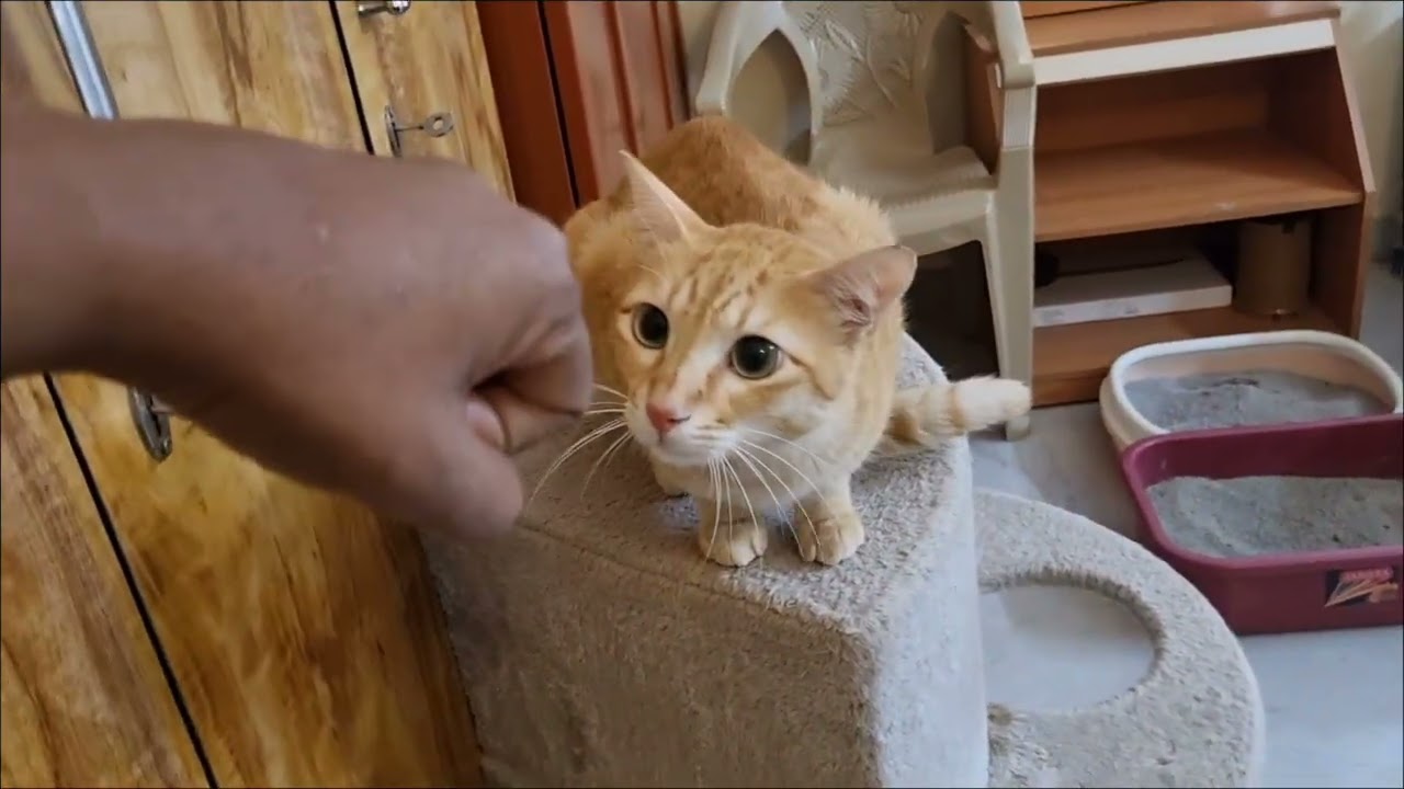 Orange guest cat Cheddar's 3rd stay moments ♥️  #orangecat #catvideos 