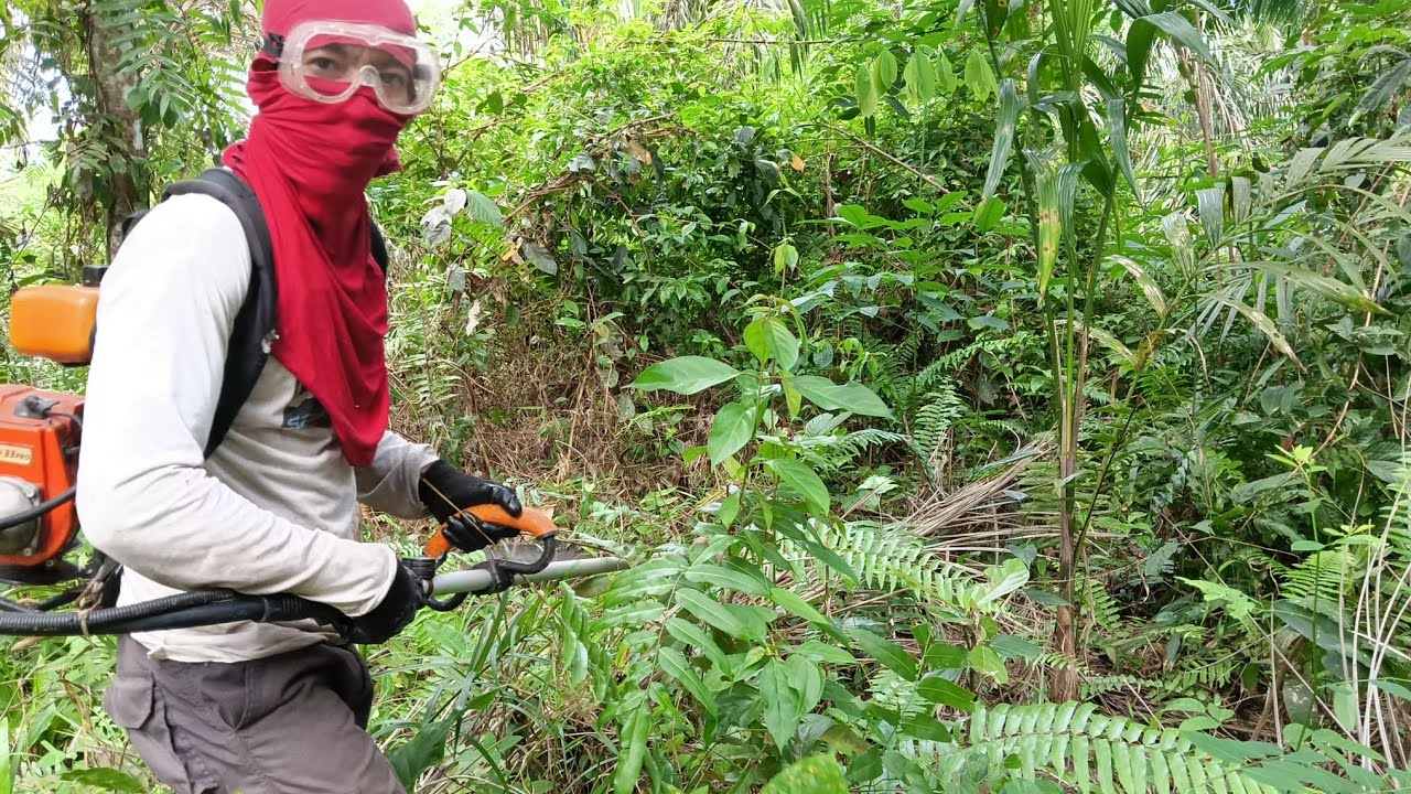 Menebas anak kayu dan akar kecil yang merepotkan dengan Mesin rumput