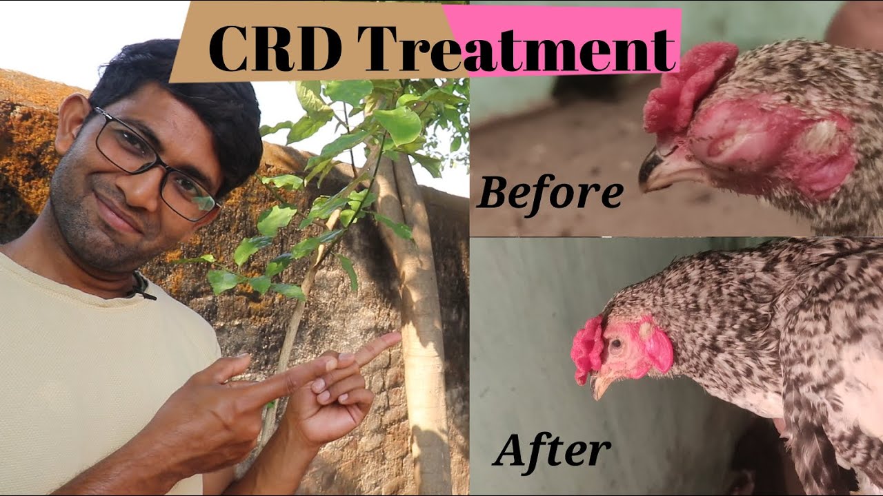 CRD Treatment in Poultry Farming || CRD का सही इलाज || Desi Murgi Palan || Backyard Poultry Farming