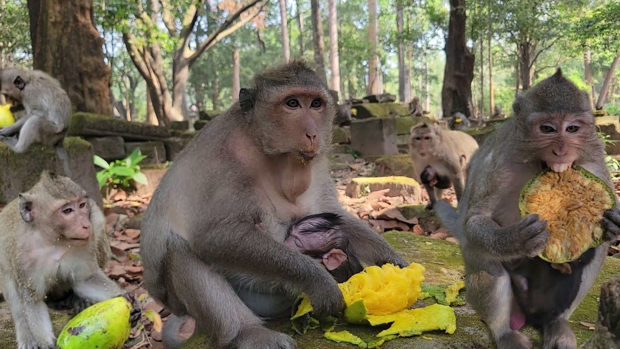 Watch adorable monkeys feels eagerly waits for feed mangoes for morning breakfast😋