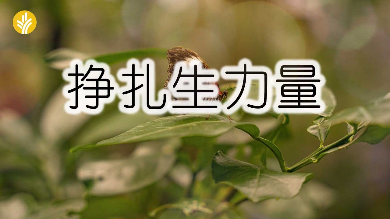 3月5日《灵命日粮》文章视频-挣扎生力量