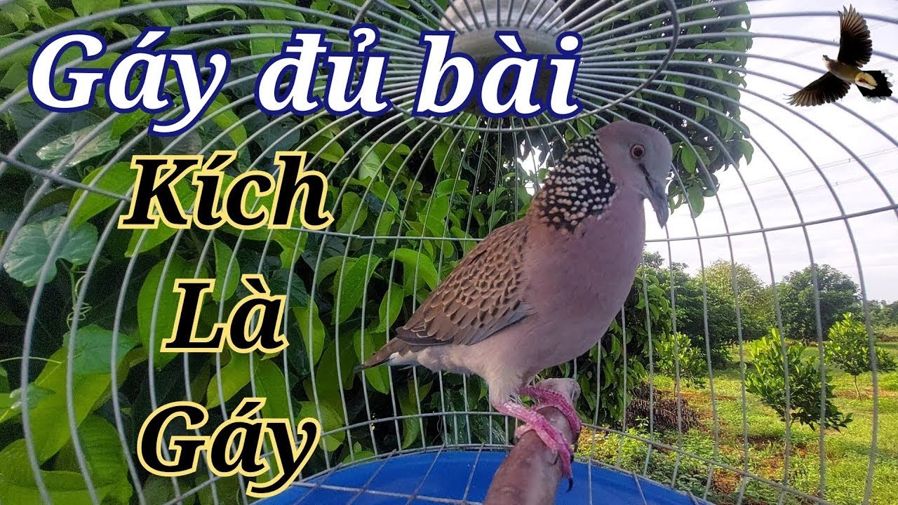 Cu gáy kích bổi -Cu gáy mồi gáy GÙ THÚC GỌI giọng hạp bổi kích Mồi luyện Bổi nhanh nổi hiệu quả_240