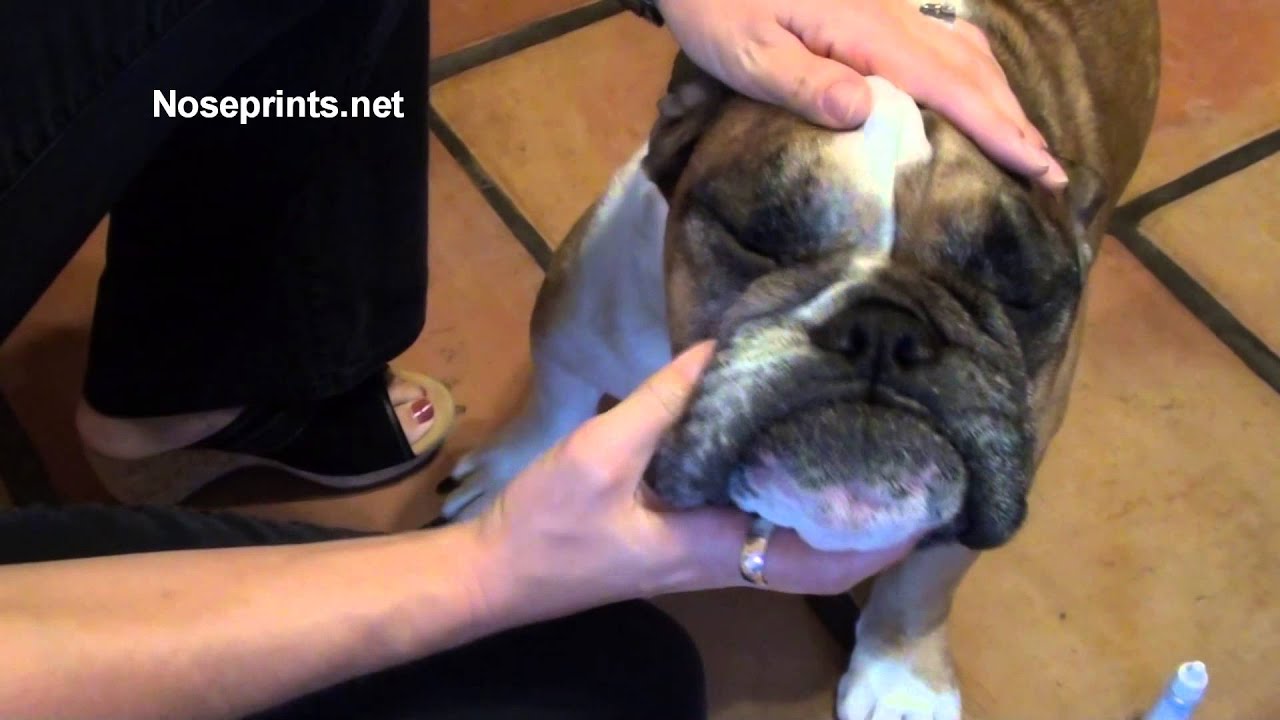 How to give eye drops to dog