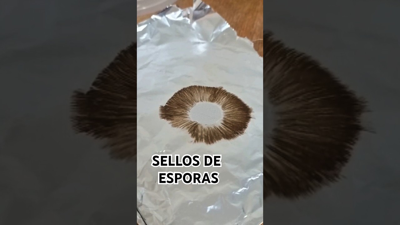 Te mostrarnos c&oacute;mo hacer tus propos sellos de esporas ✨#funset #fungi #hongos  #esporadas