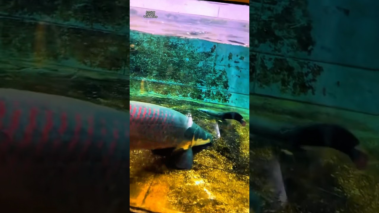 Arapaima ate its own baby 🤧. 