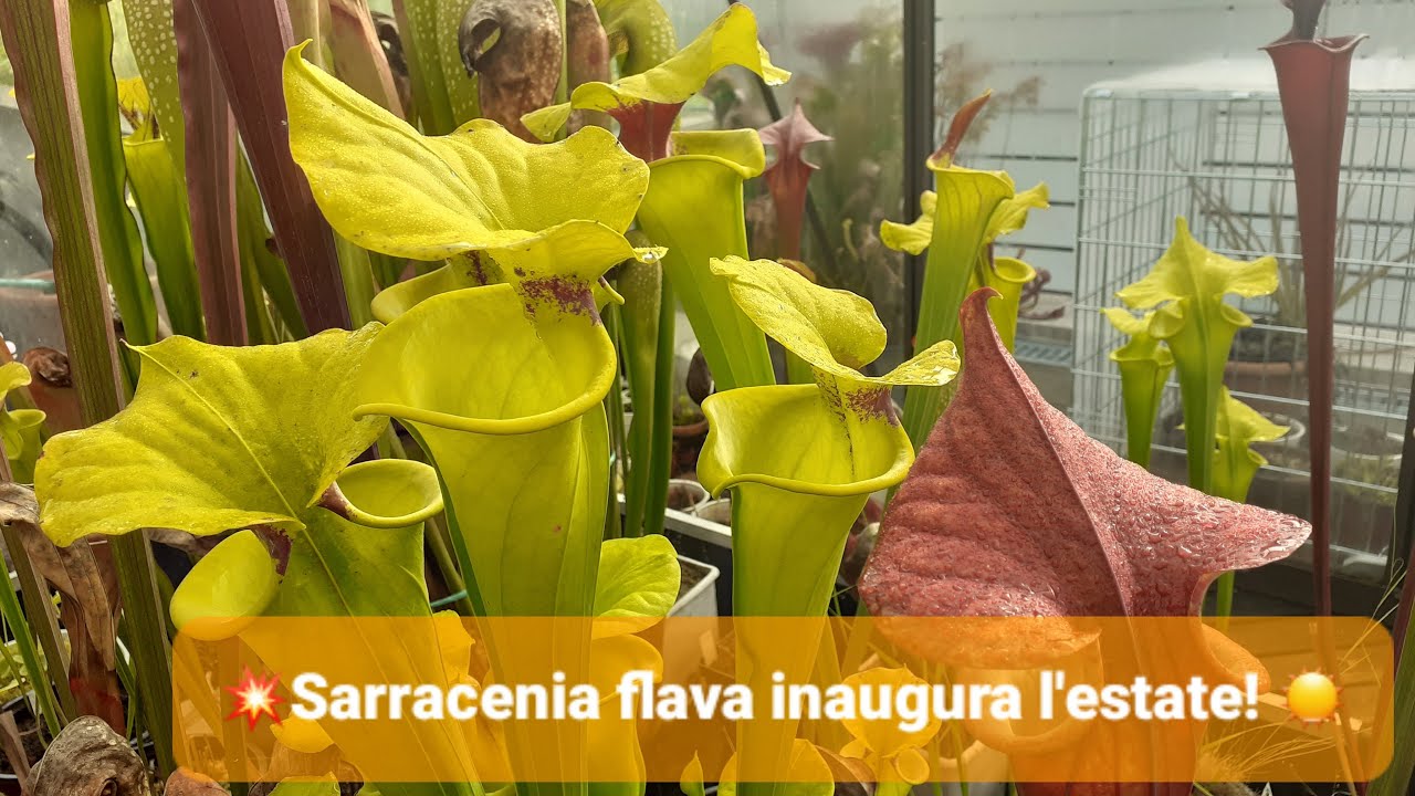 183. 💥SARRACENIA FLAVA INAUGURA L'ESTATE 🌞 ED E' SPLENDIDA NELLE SUE 7 VARIETA' | 👉ILPIGLIAMOSCHE